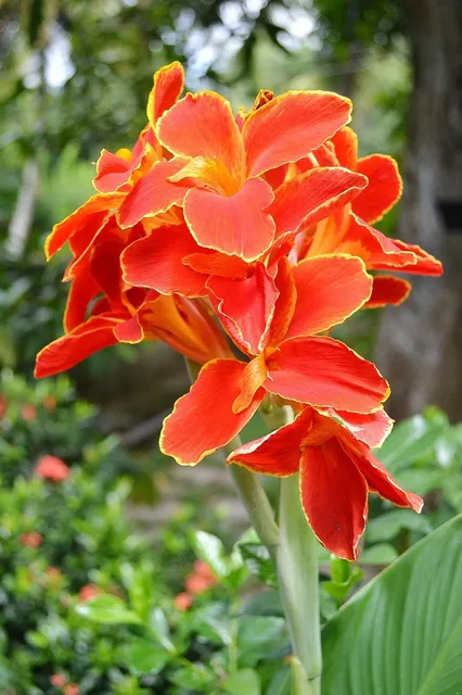 JARDIN FLEURI